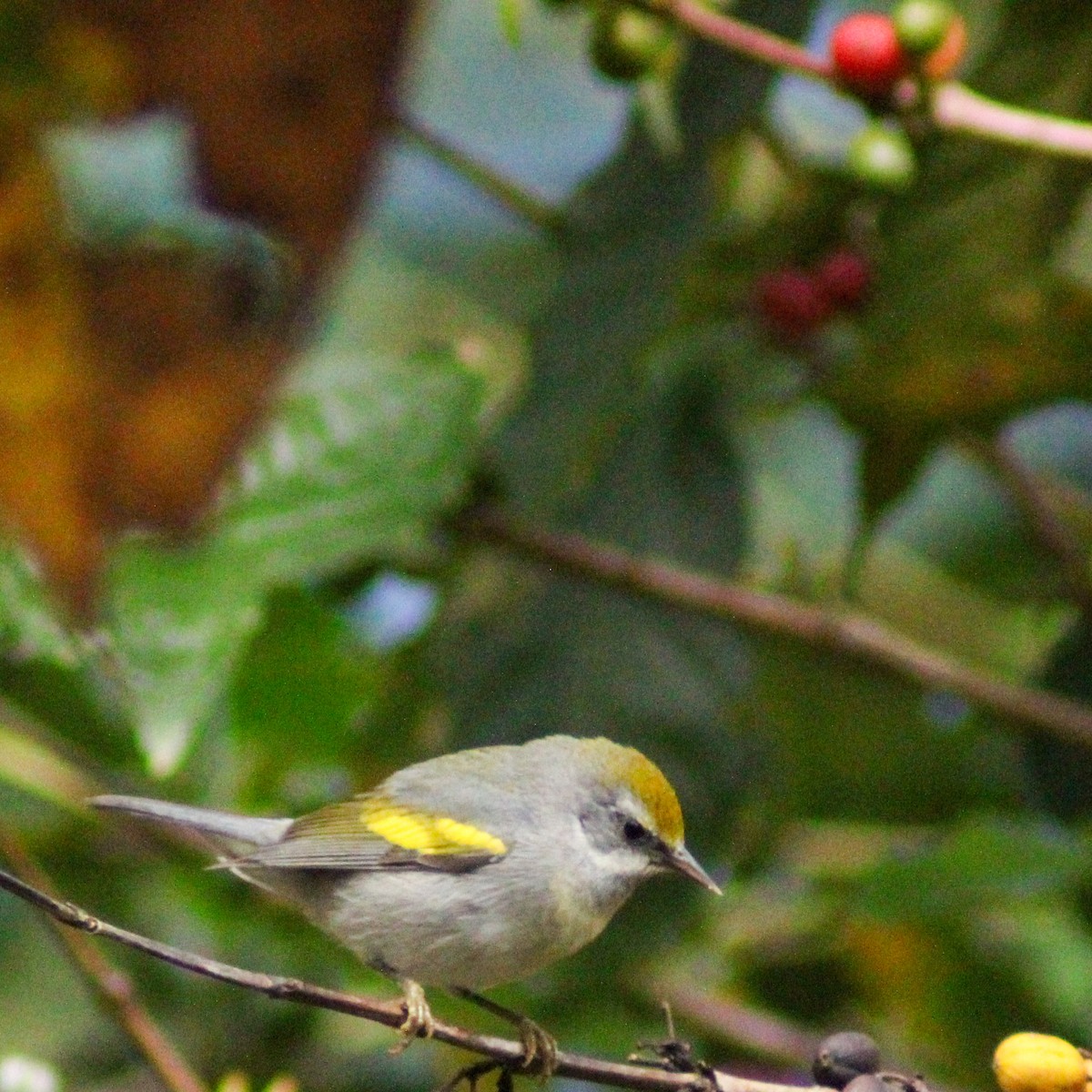 キンバネアメリカムシクイ - ML646934778