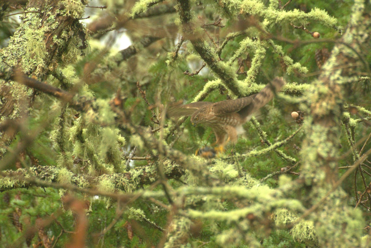Sharp-shinned Hawk - ML646934781