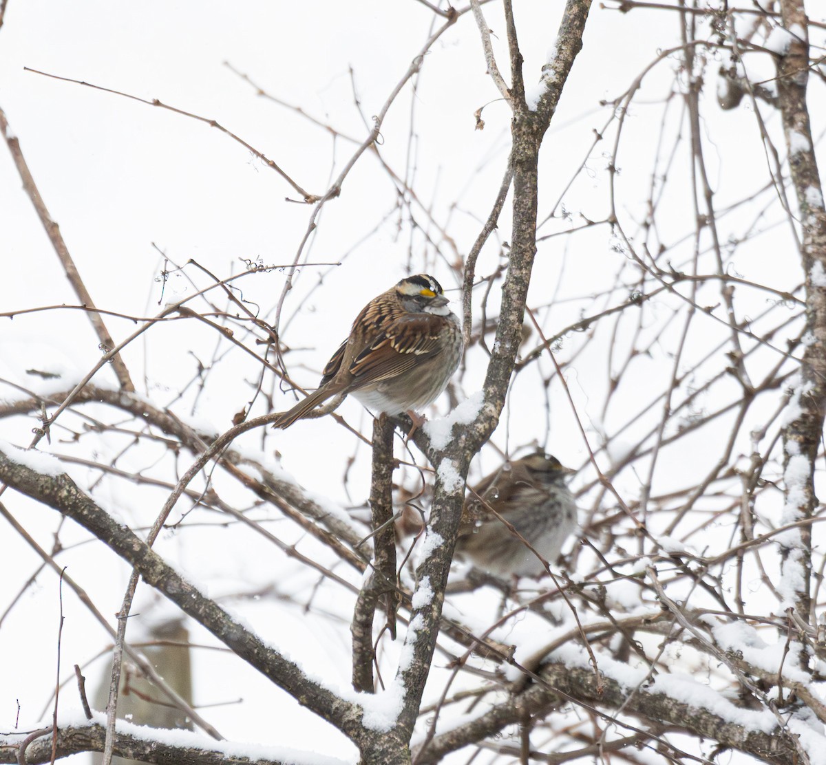 strnadec bělohrdlý - ML646934784