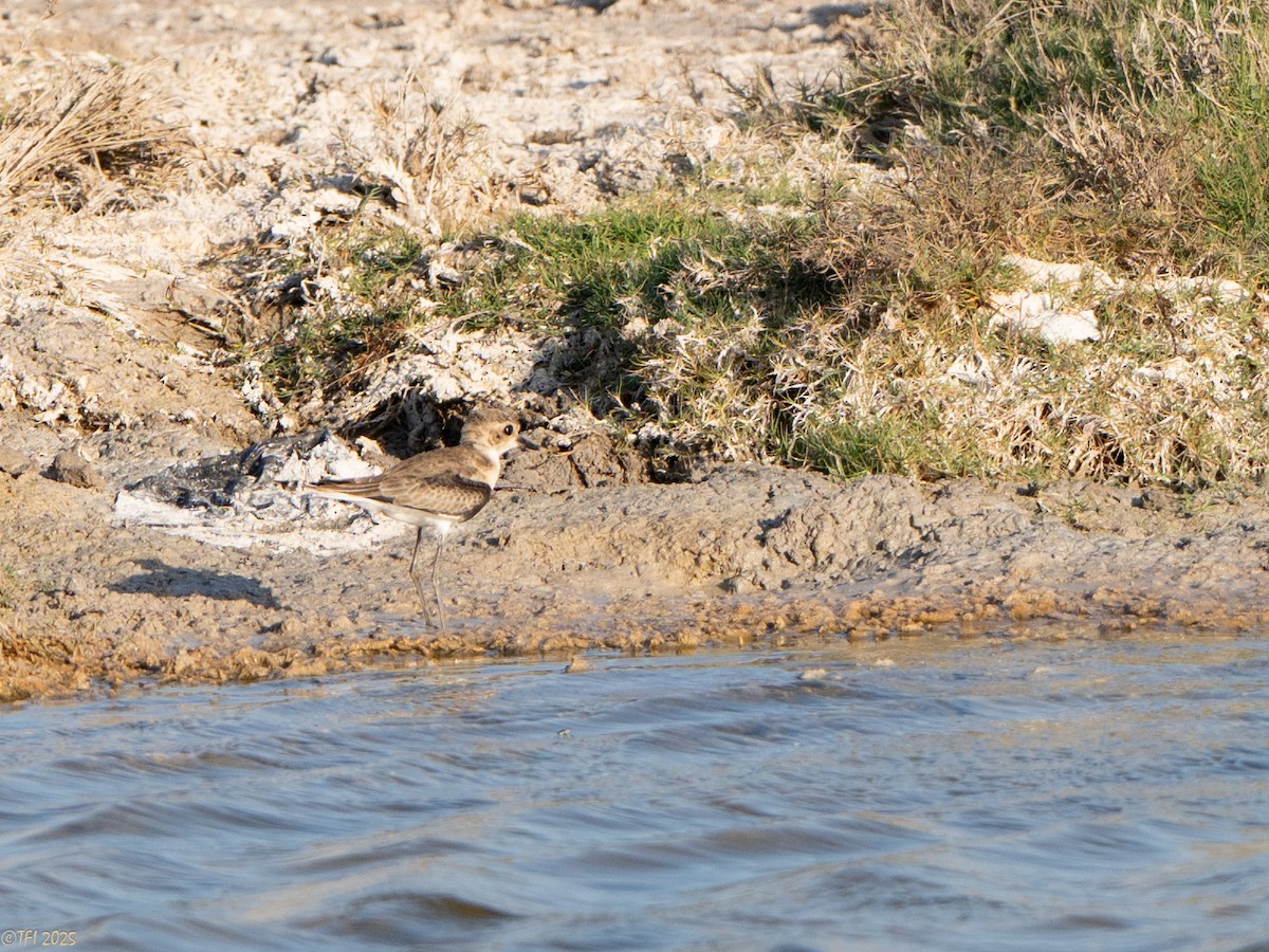 Kittlitz's Plover - ML646934786