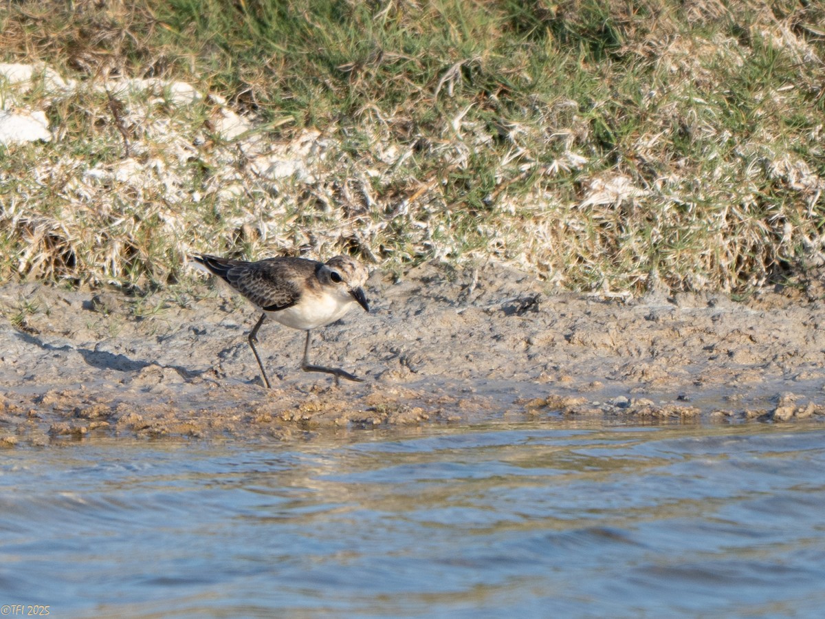 Kittlitz's Plover - ML646934789