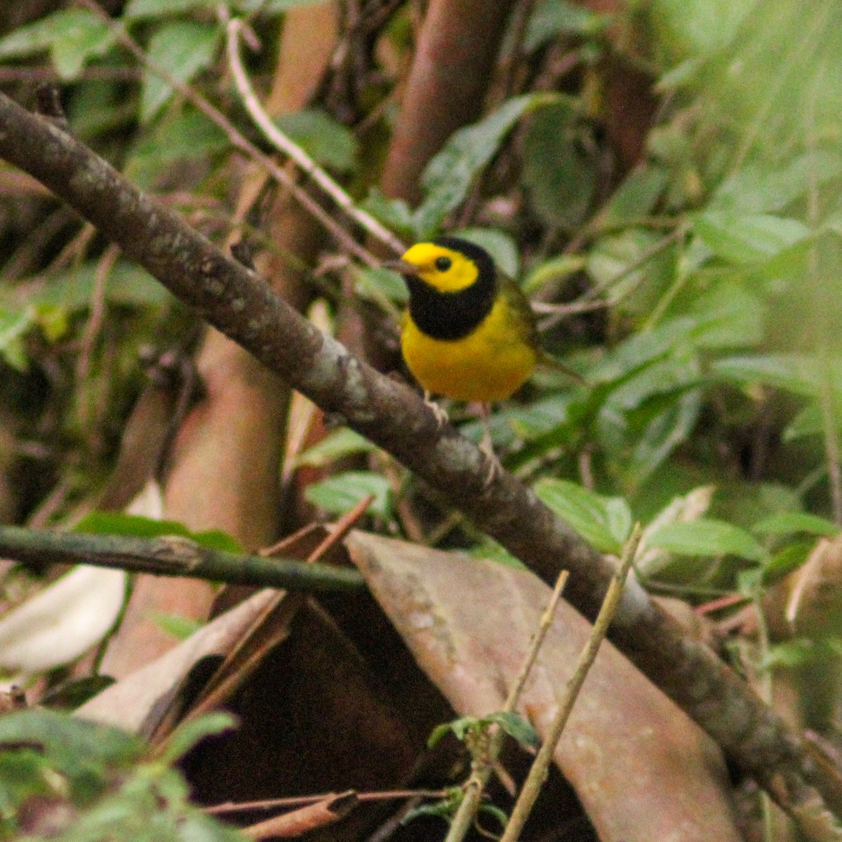 Болотянка чорногорла - ML646934790