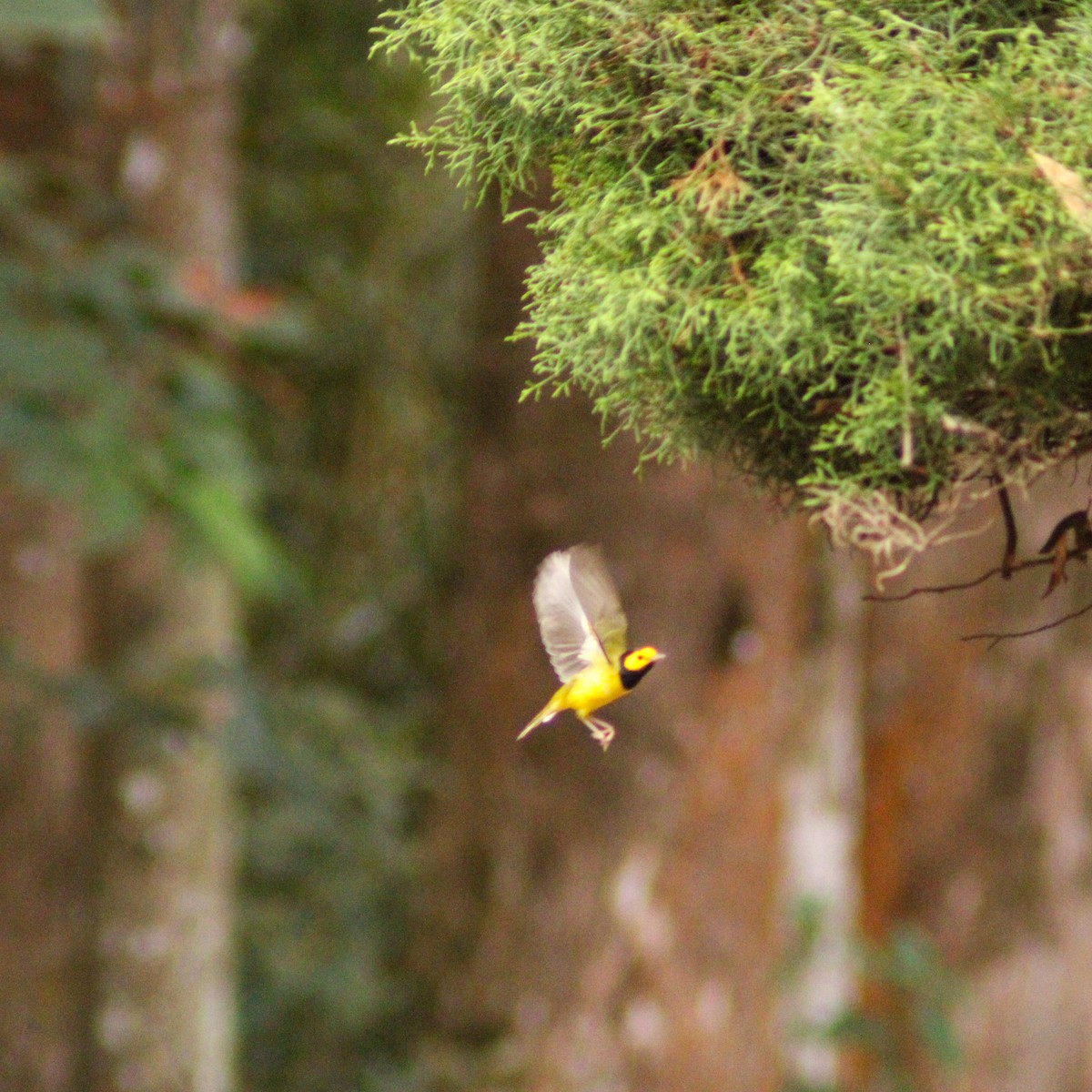 Болотянка чорногорла - ML646934791