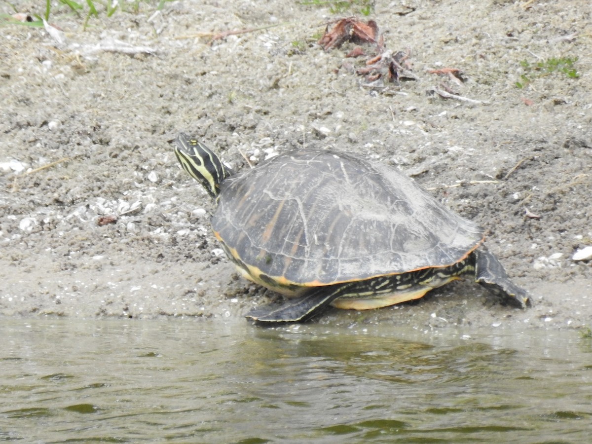 動物界 - ML646934792