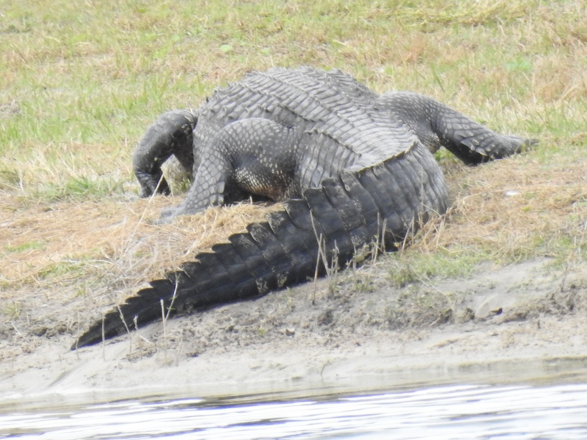 動物界 - ML646934793