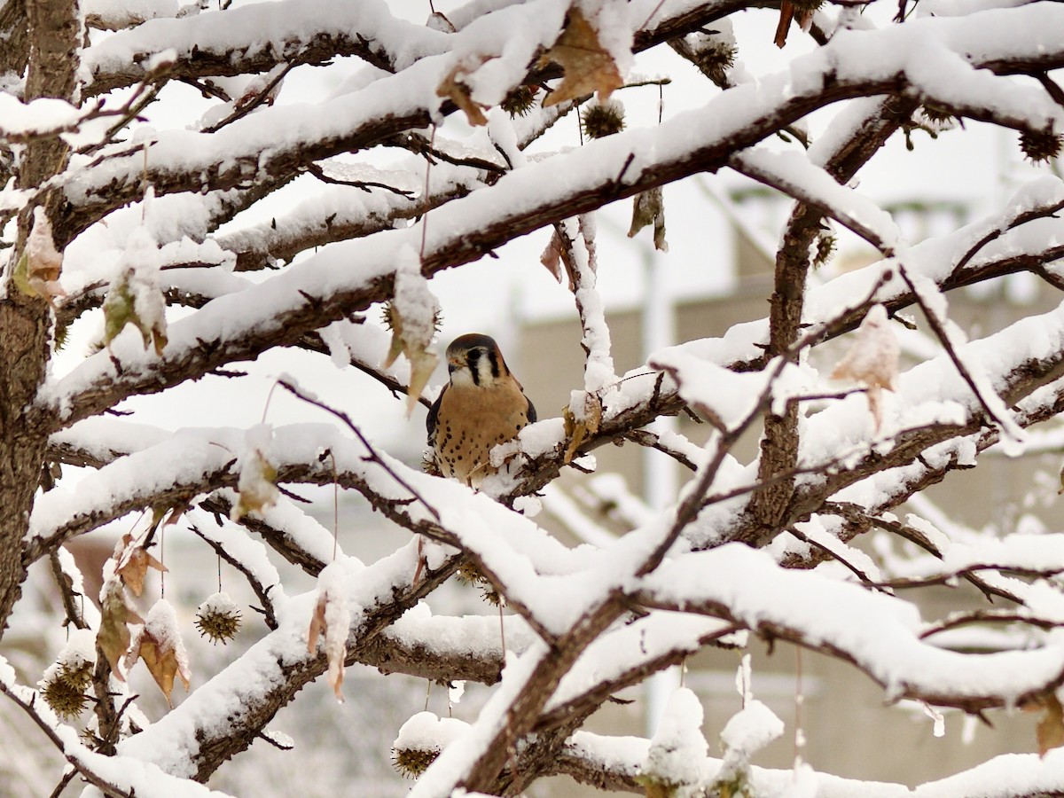 American Kestrel - ML646934794