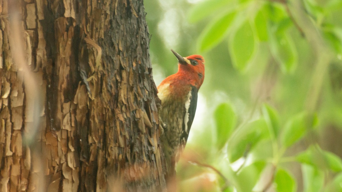 Red-breasted Sapsucker - ML646934798