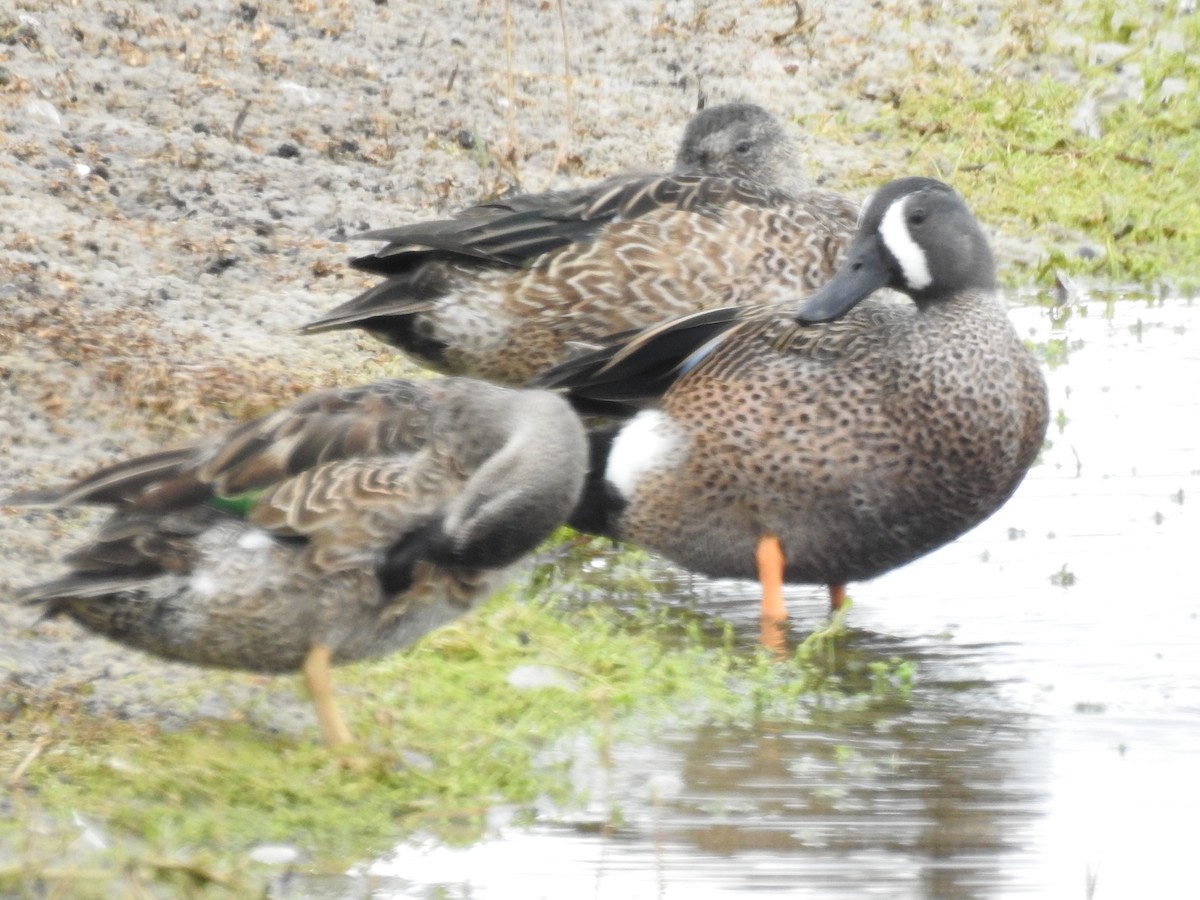 ミカヅキシマアジ - ML646934799