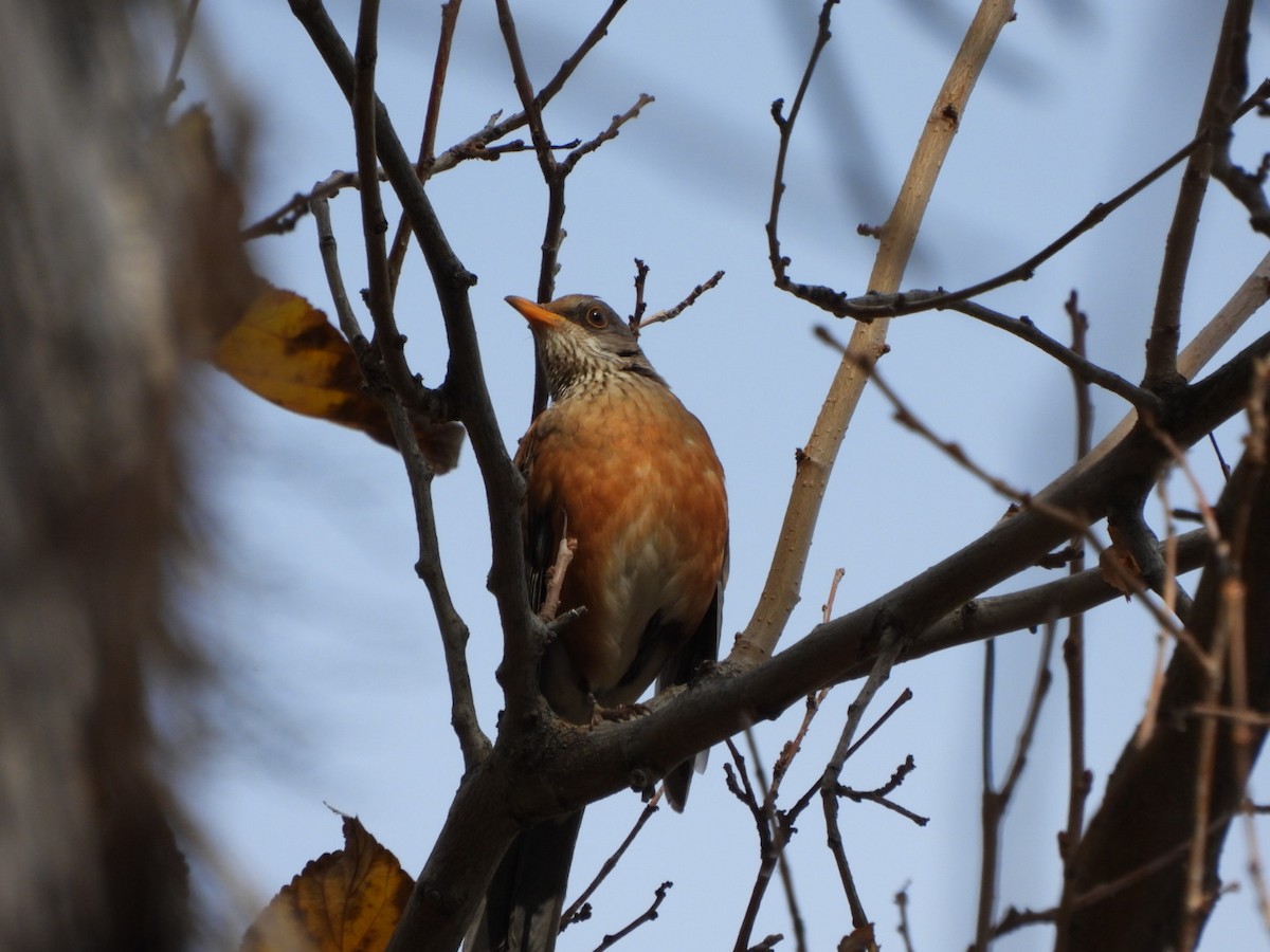 Rufous-backed Robin - ML646934801
