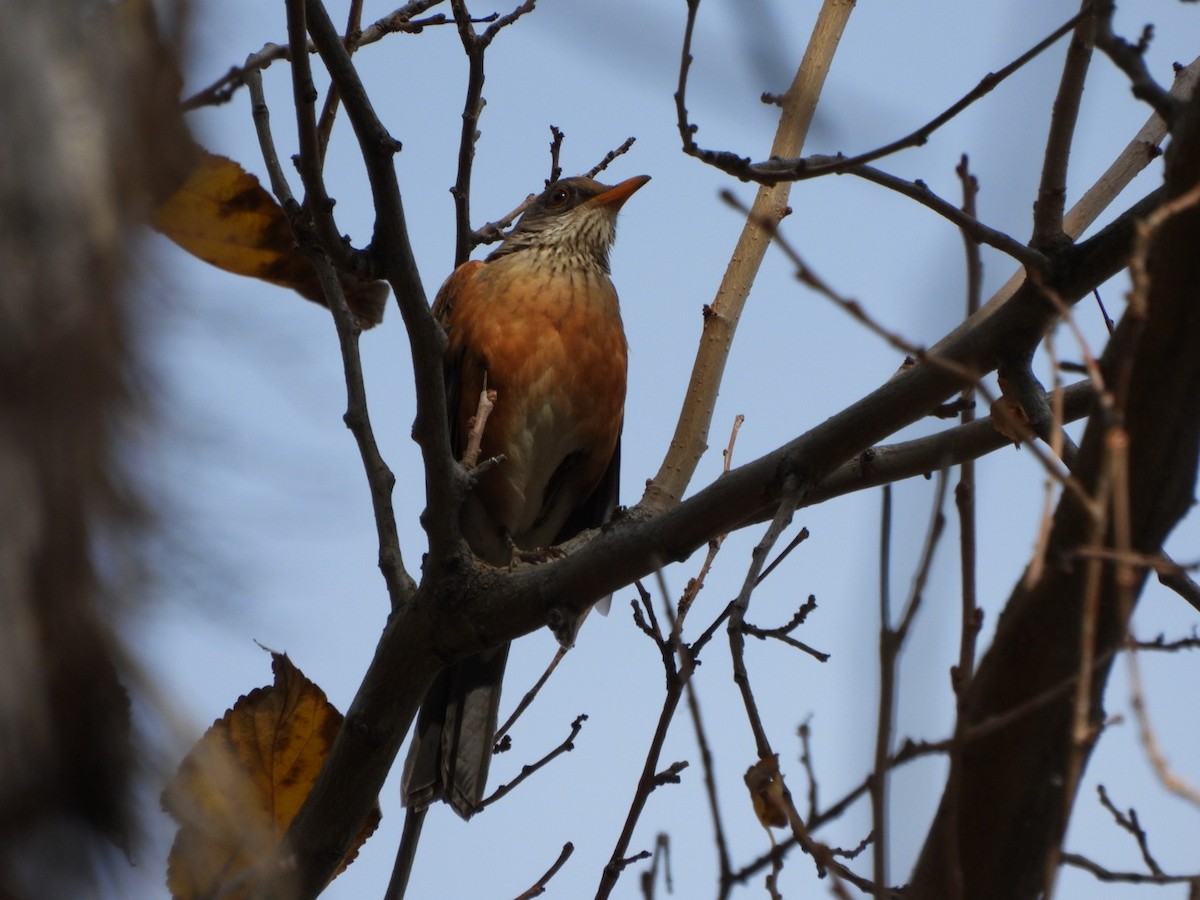 Rufous-backed Robin - ML646934802