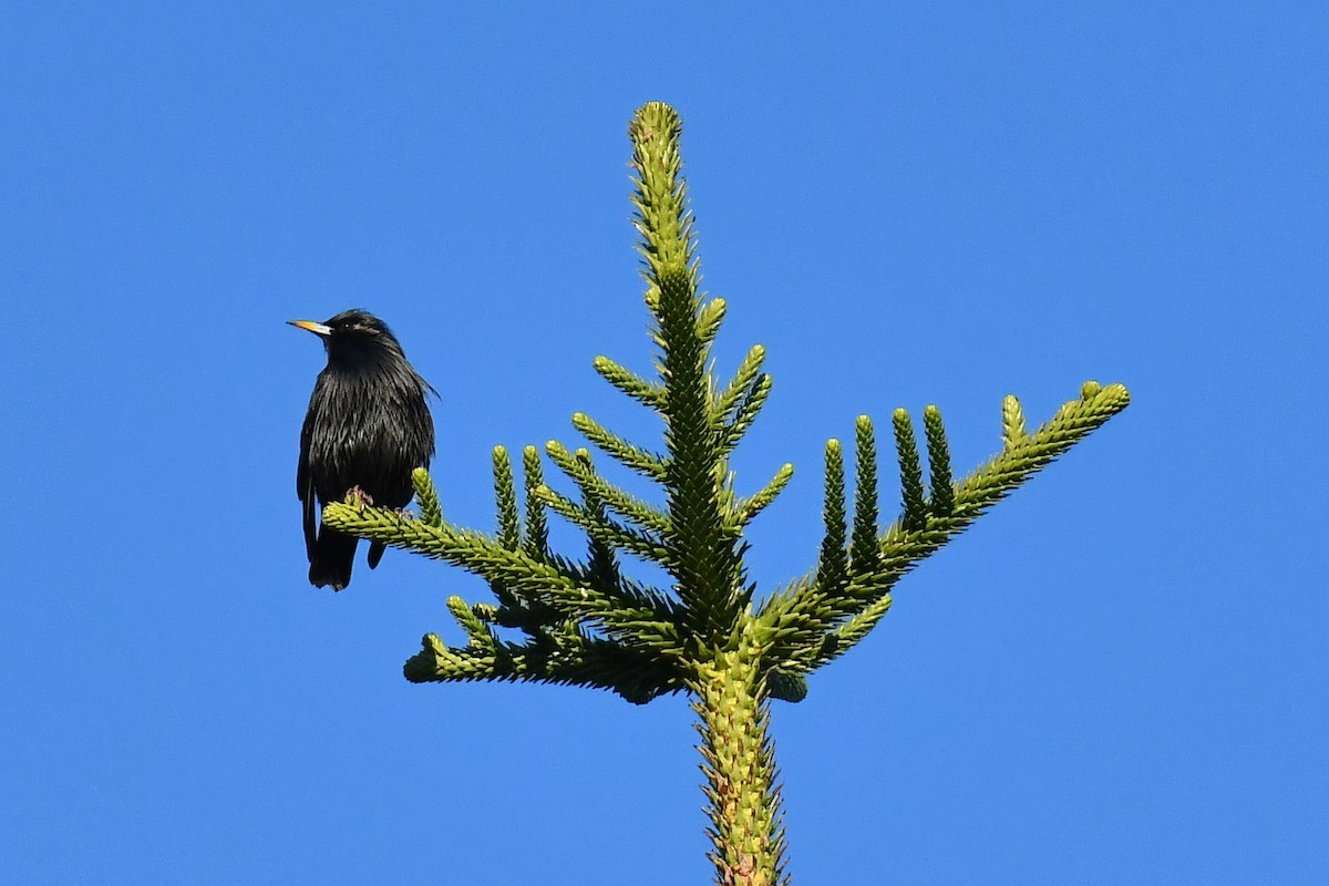 Spotless Starling - ML646934804