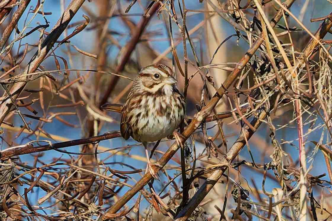 Song Sparrow - ML646934805