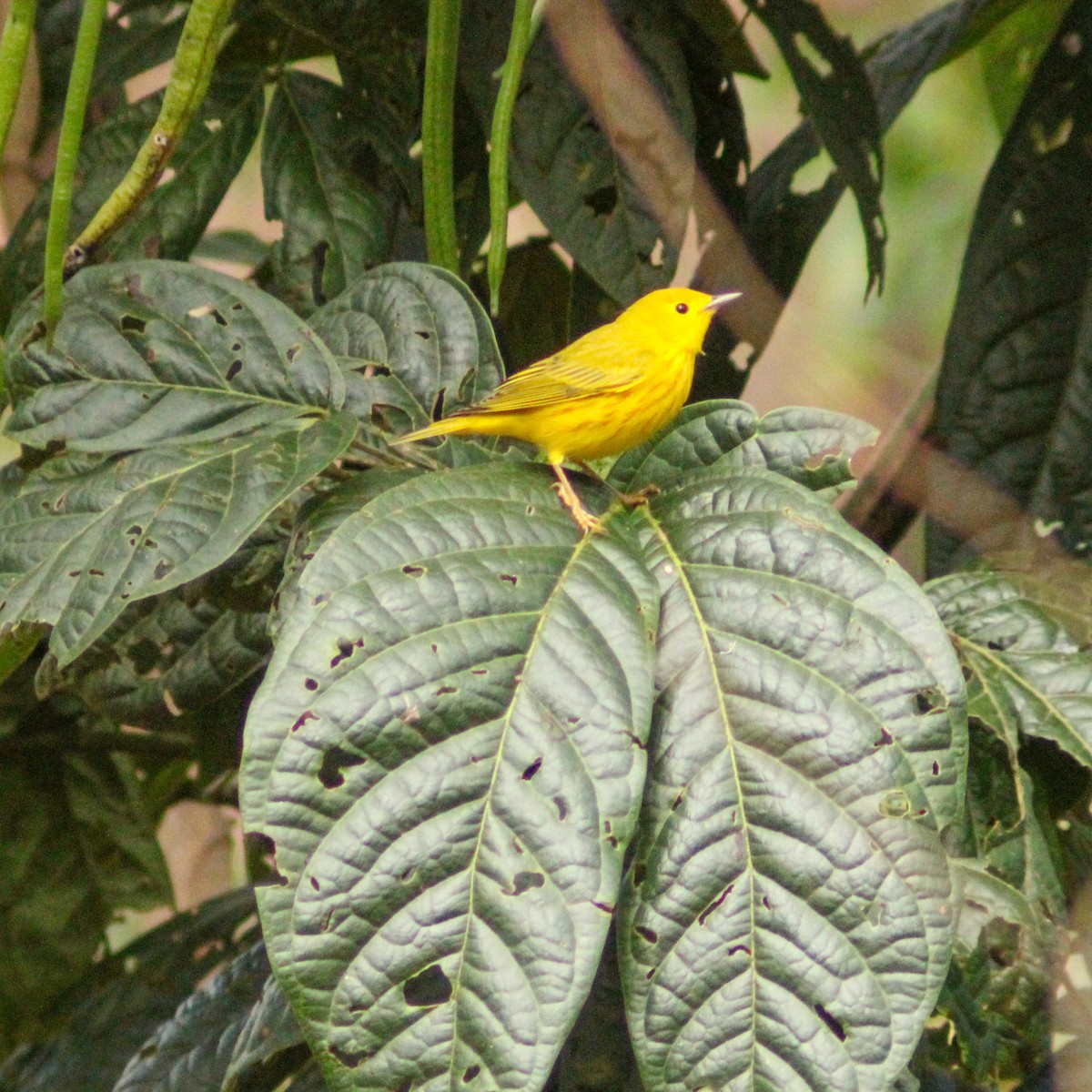 Northern Yellow Warbler - ML646934807