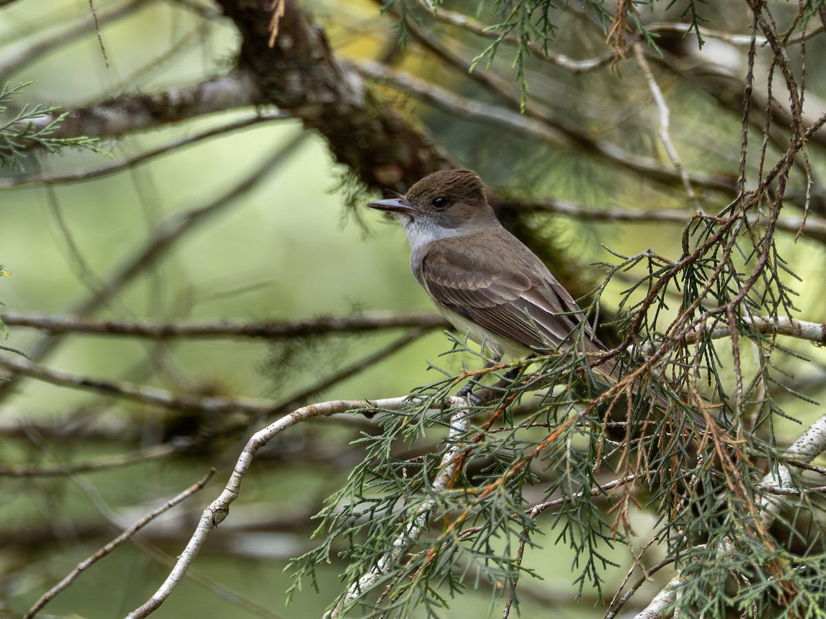 Copetón de Swainson - ML646934811
