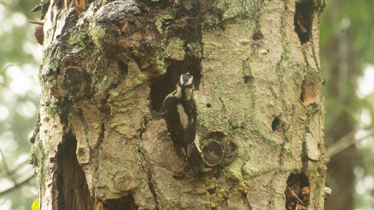 Downy Woodpecker - ML646934823