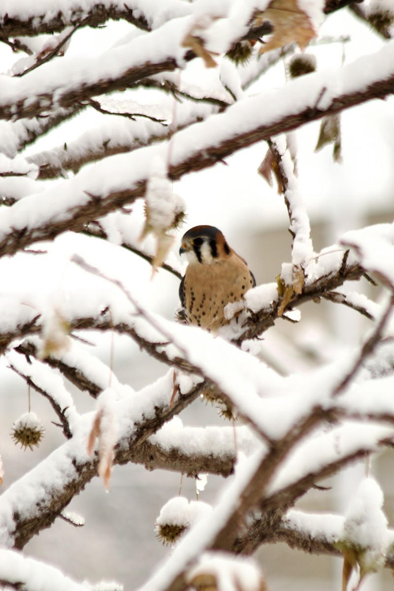 American Kestrel - ML646934828