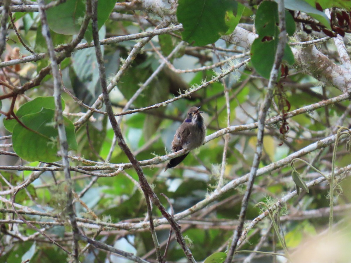 Brown Violetear - ML646934829