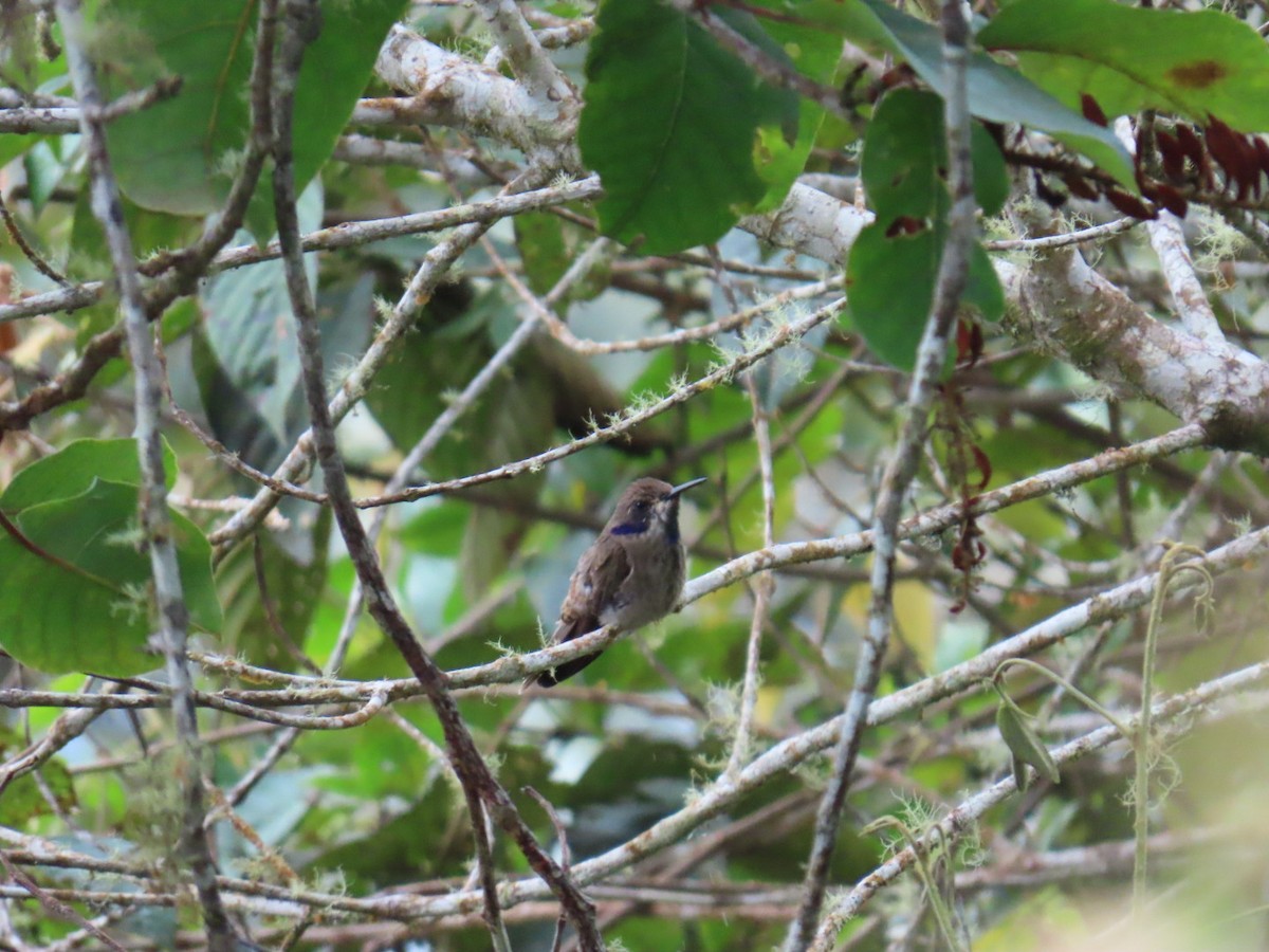 Brown Violetear - ML646934835