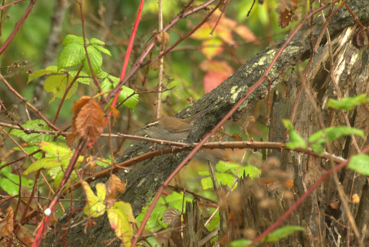 Troglodyte de Bewick - ML646934850