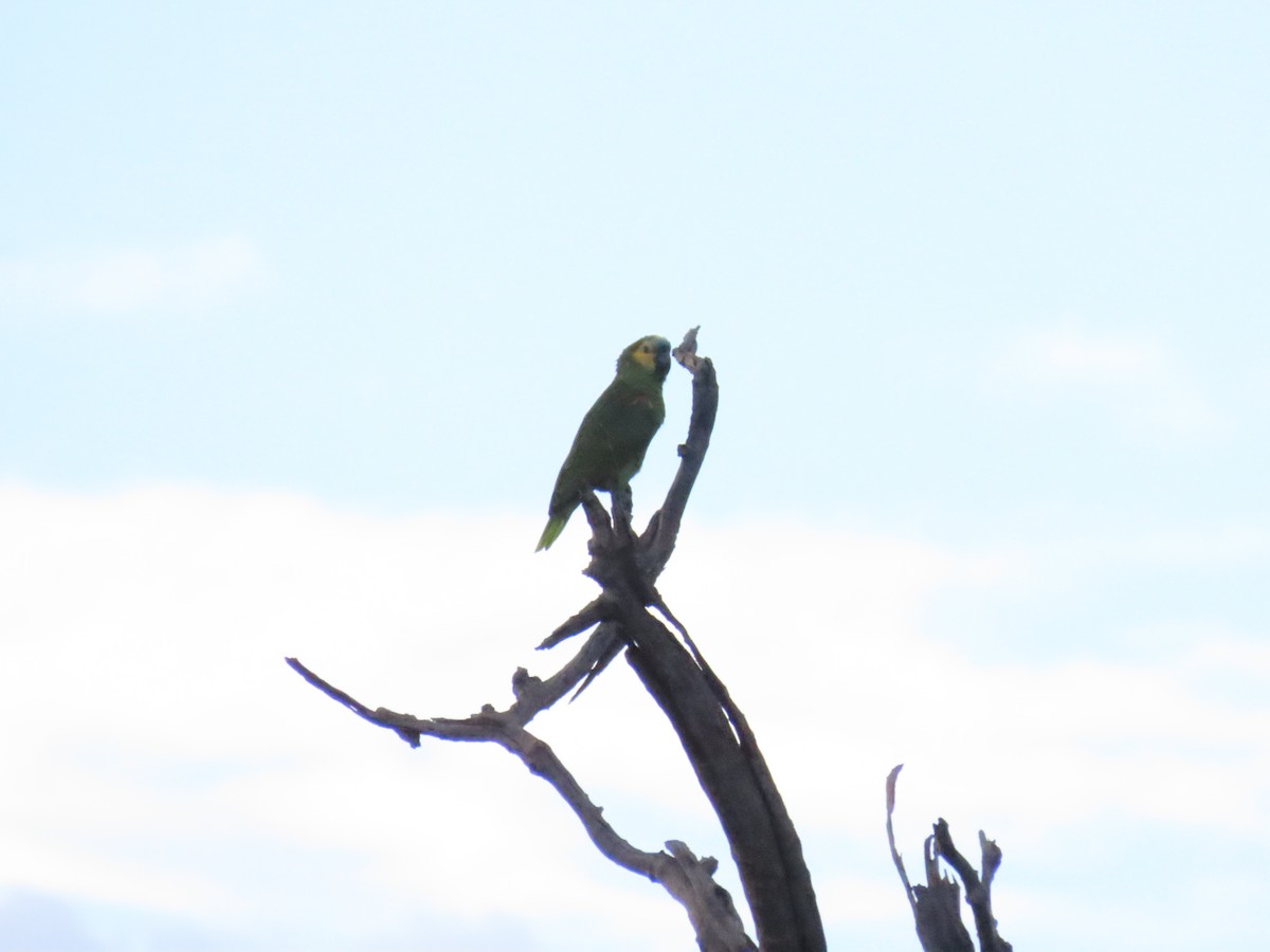 Turquoise-fronted Amazon - ML646934855