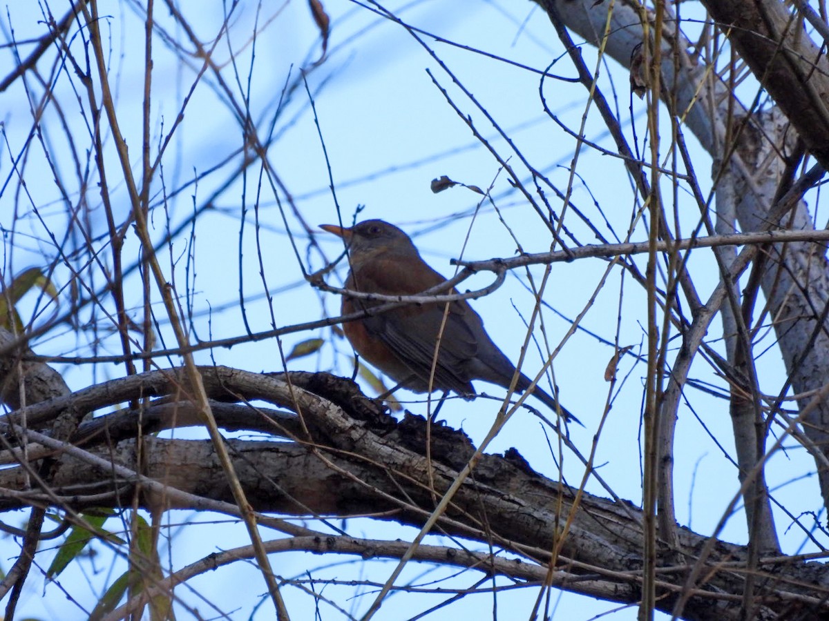 Rufous-backed Robin - ML646934856