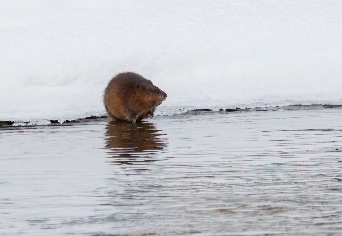 Muskrat - ML646934864