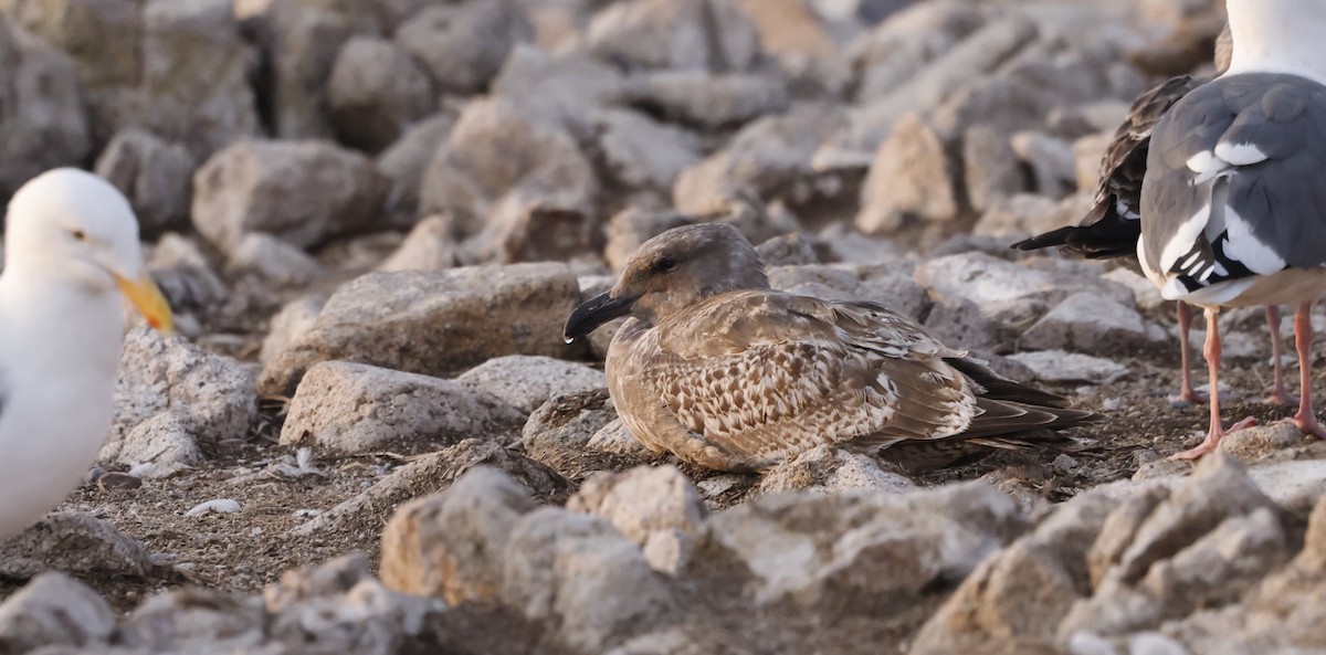 雑種 アメリカオオセグロカモメ ｘ ワシカモメ - ML646934865