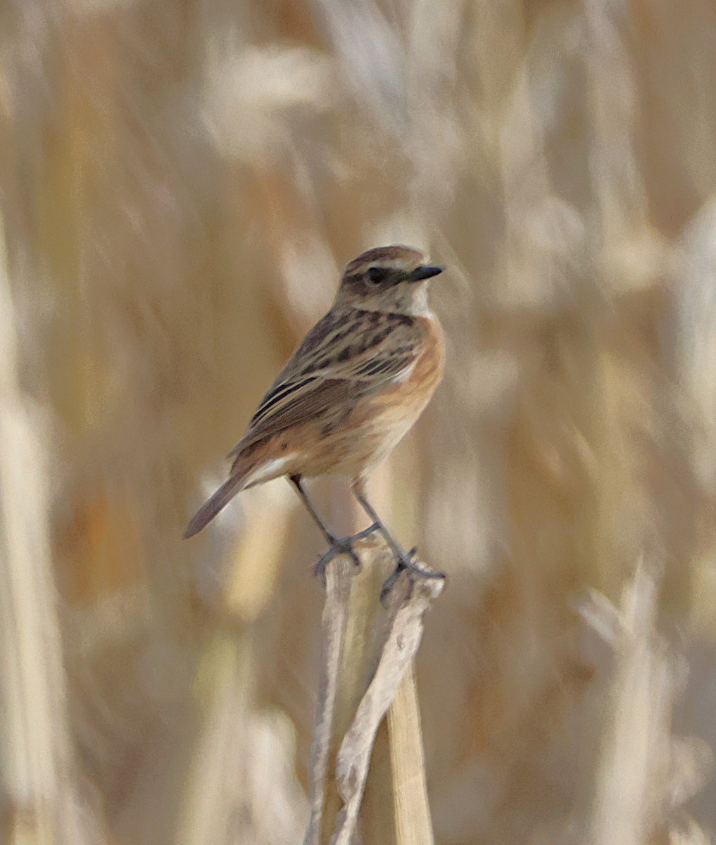 European Stonechat - ML646934869