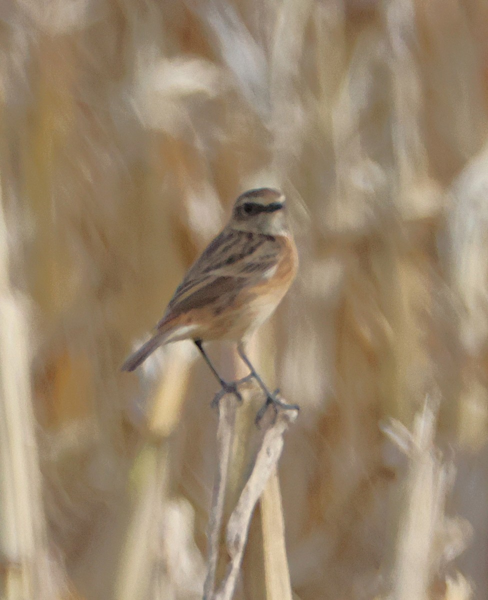 European Stonechat - ML646934870