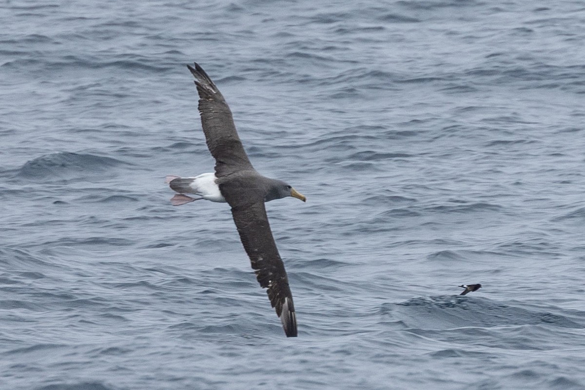 Chatham Albatross - ML646934879