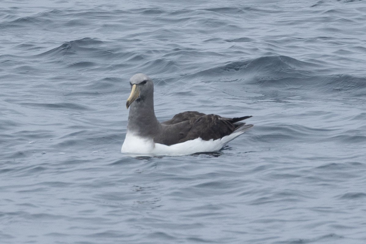 Chatham Albatross - ML646934880
