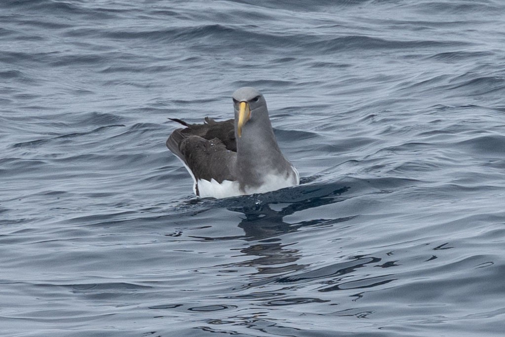 Chatham Albatross - ML646934881