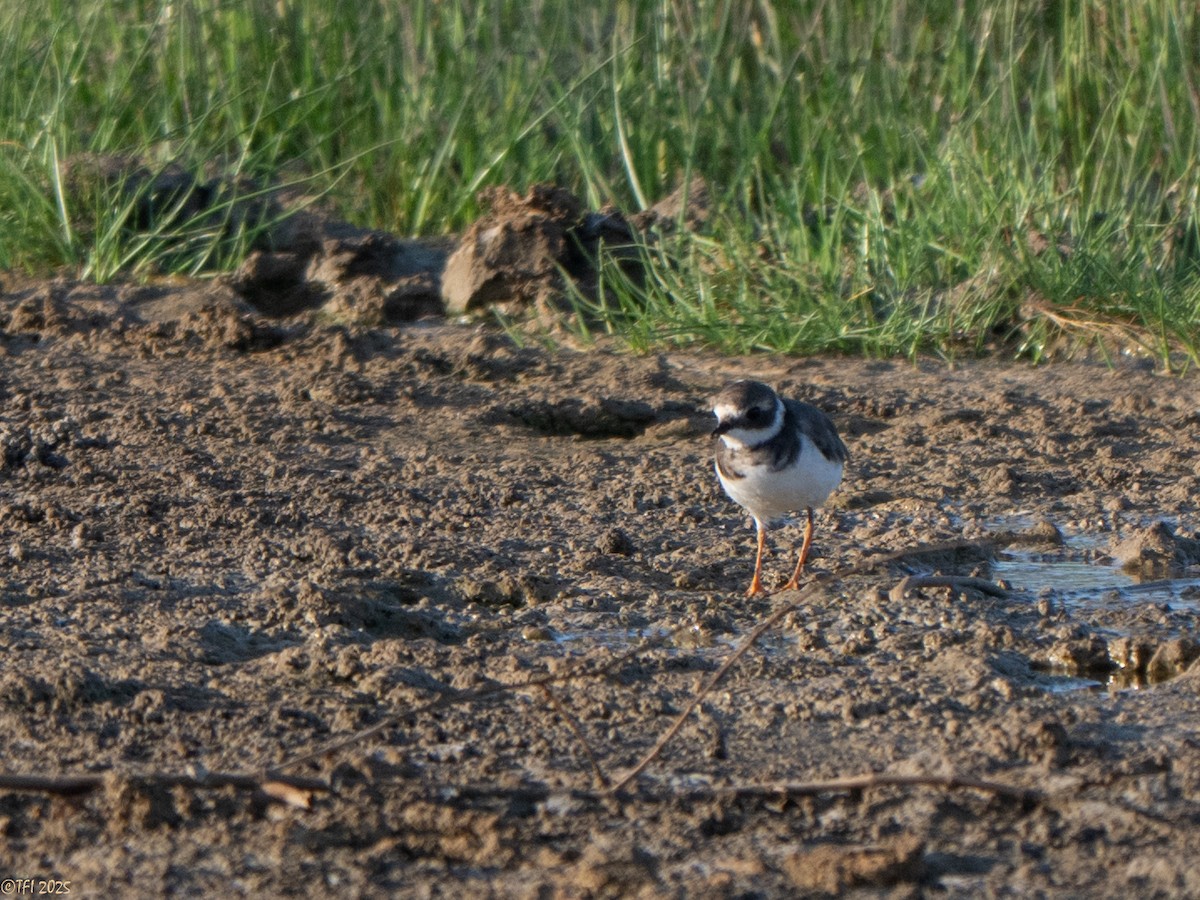 Common Ringed Plover - ML646934882