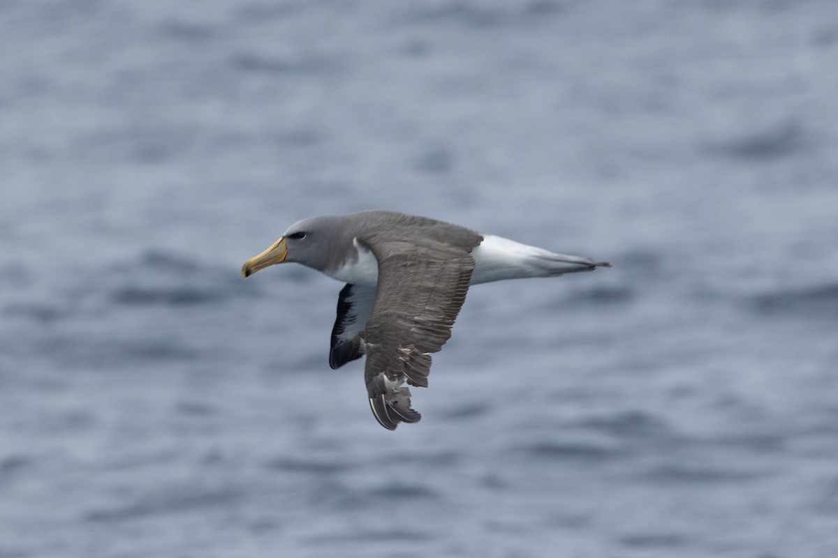 Chatham Albatross - ML646934883
