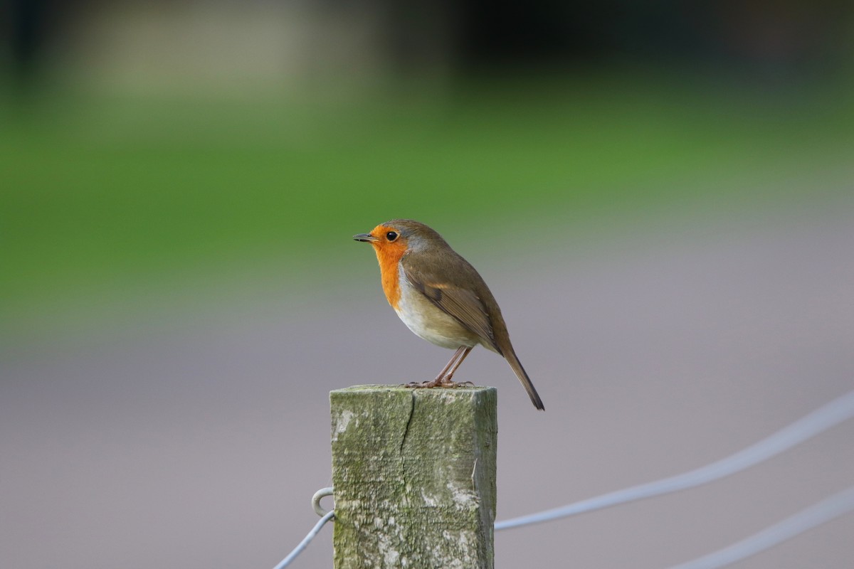 European Robin - ML646934886