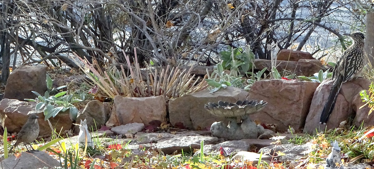 Curve-billed Thrasher - ML646934887