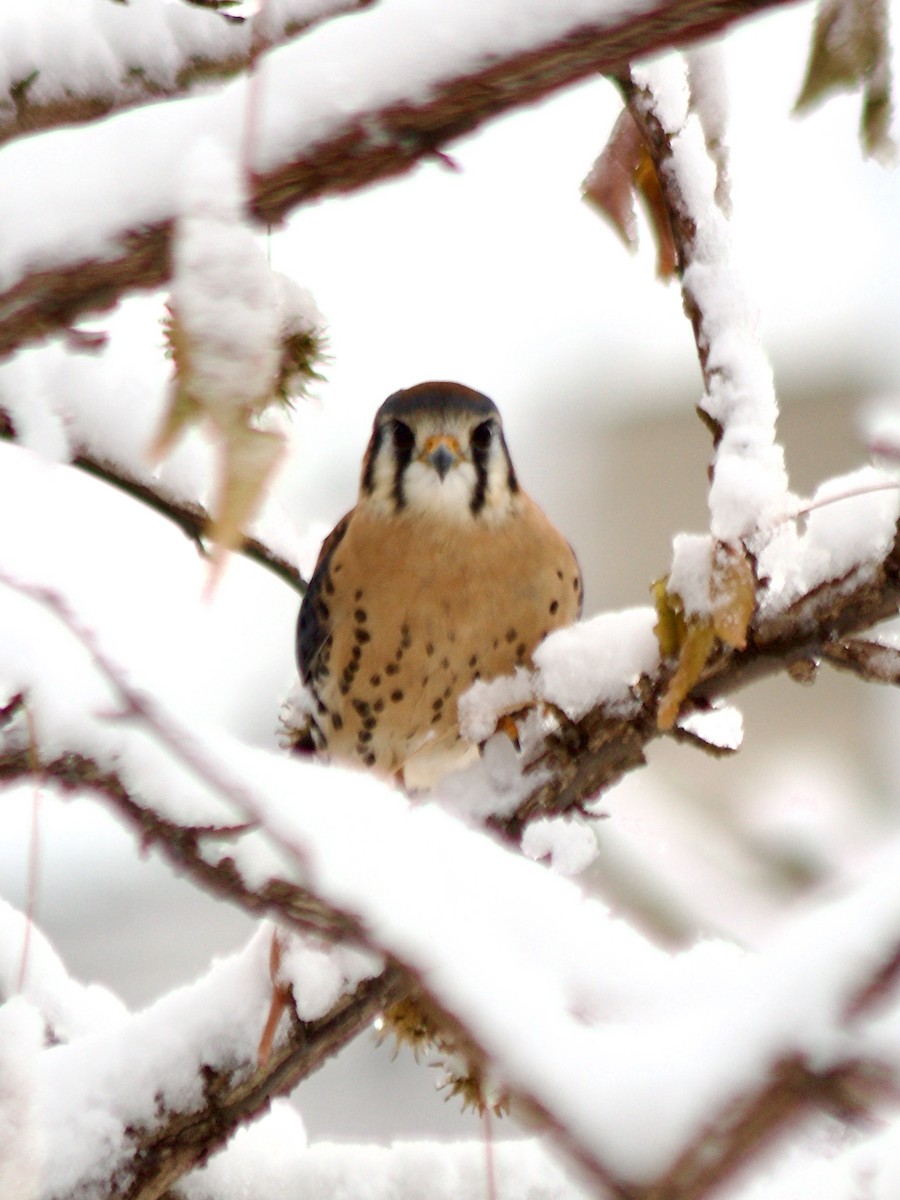 American Kestrel - ML646934890