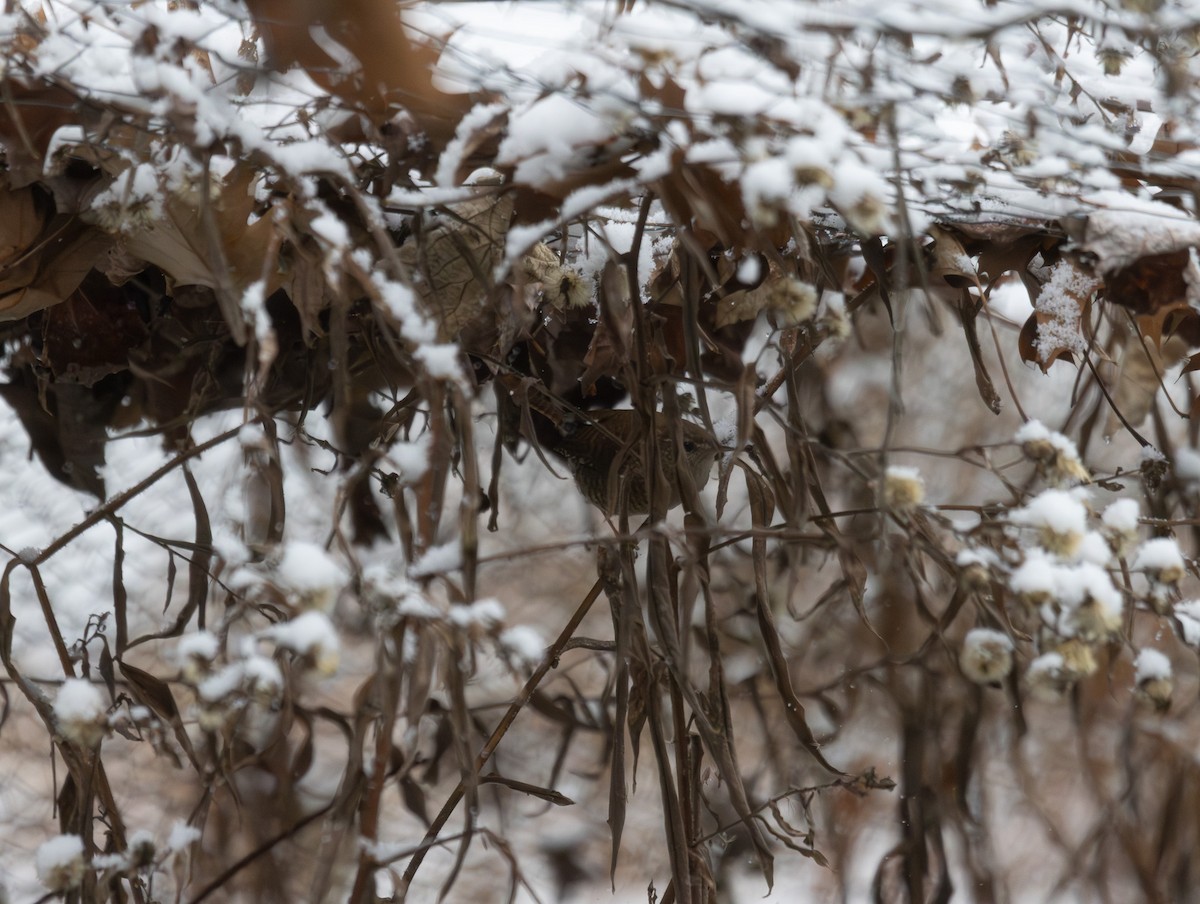 střízlík kanadský - ML646934891