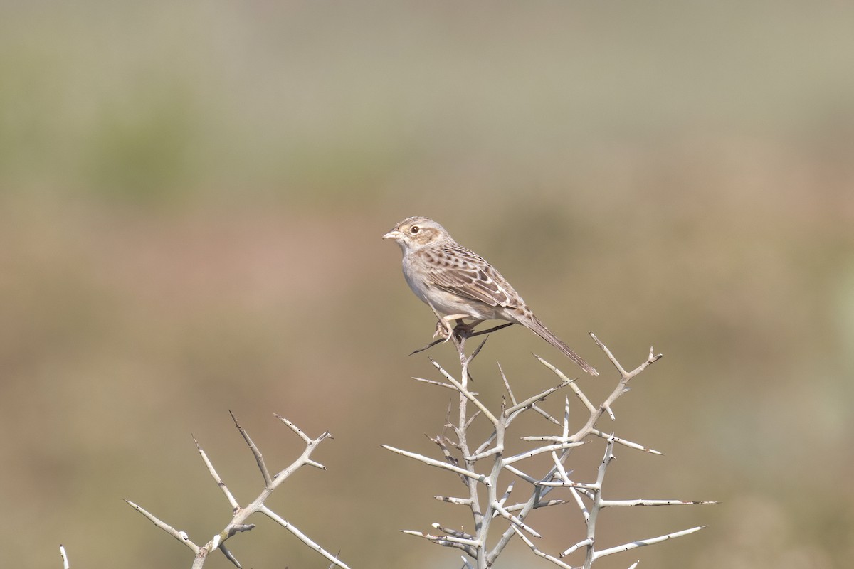 Cassin's Sparrow - ML646934892