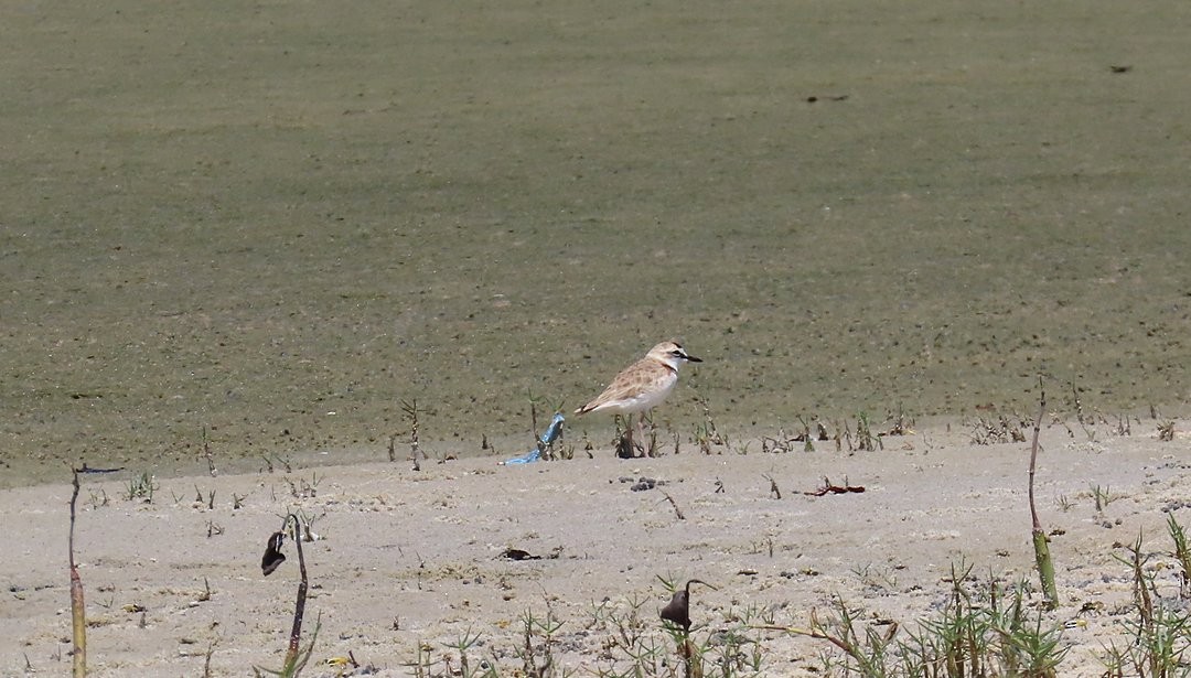 Collared Plover - ML646934893