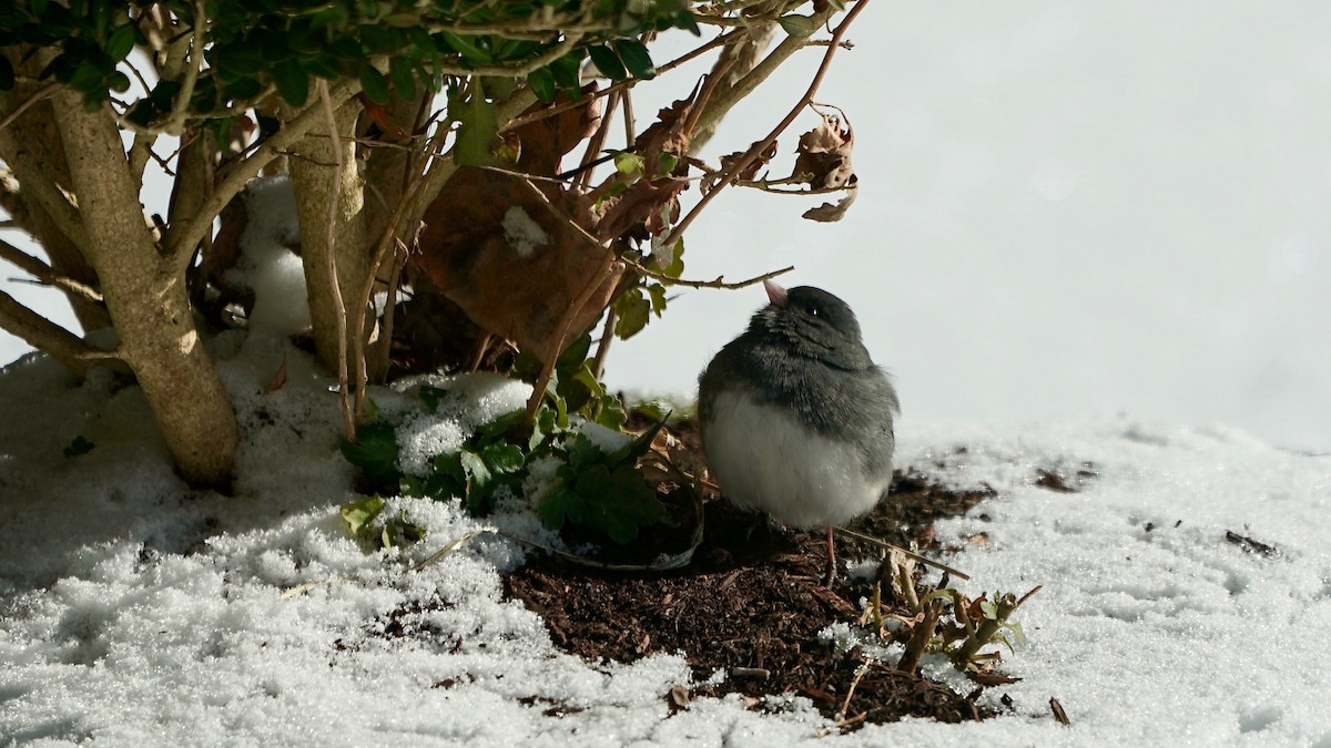 ユキヒメドリ - ML646934895