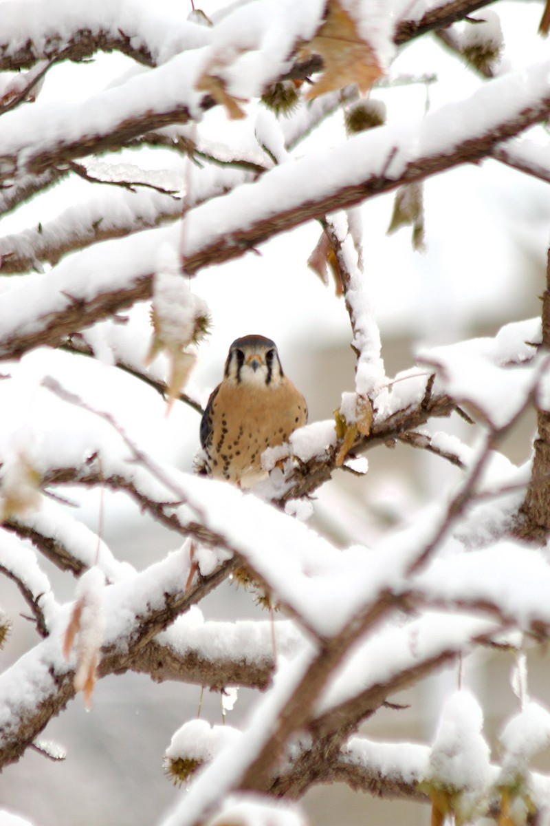 American Kestrel - ML646934896