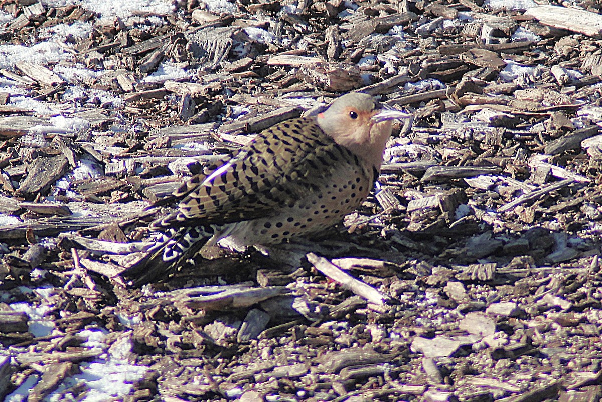 Northern Flicker - ML646934898