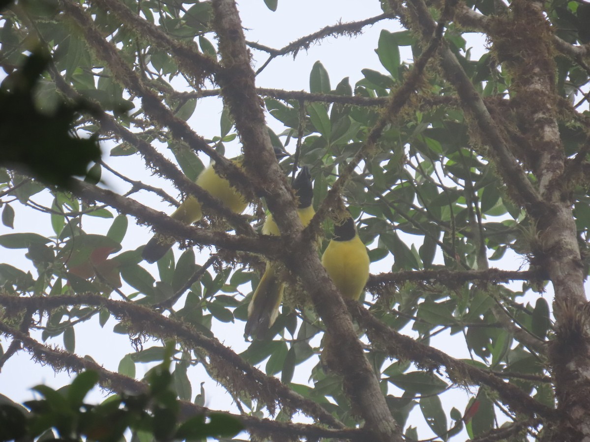 Green Jay - ML646934899