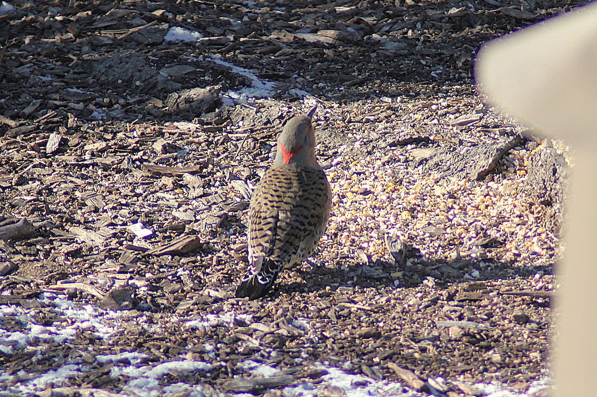 Northern Flicker - ML646934900