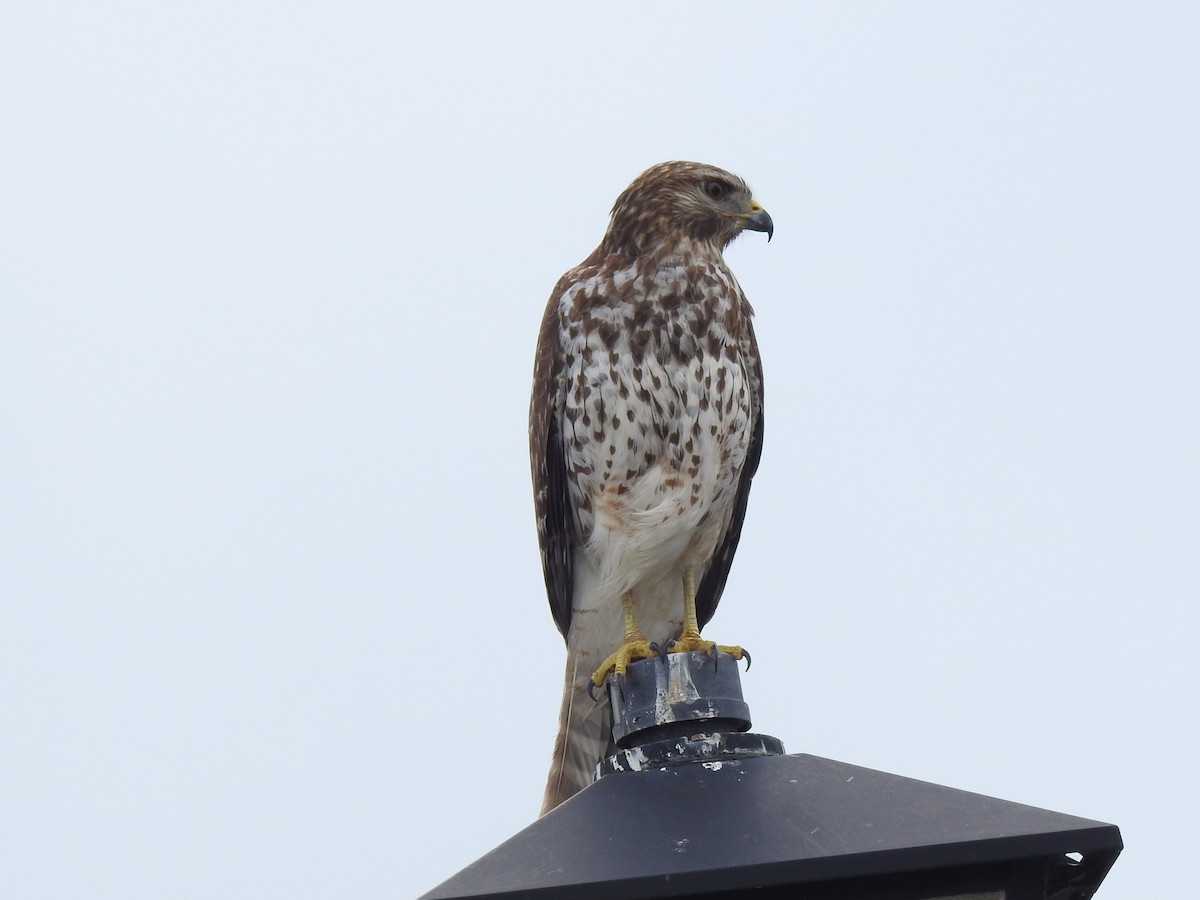 カタアカノスリ - ML646934901