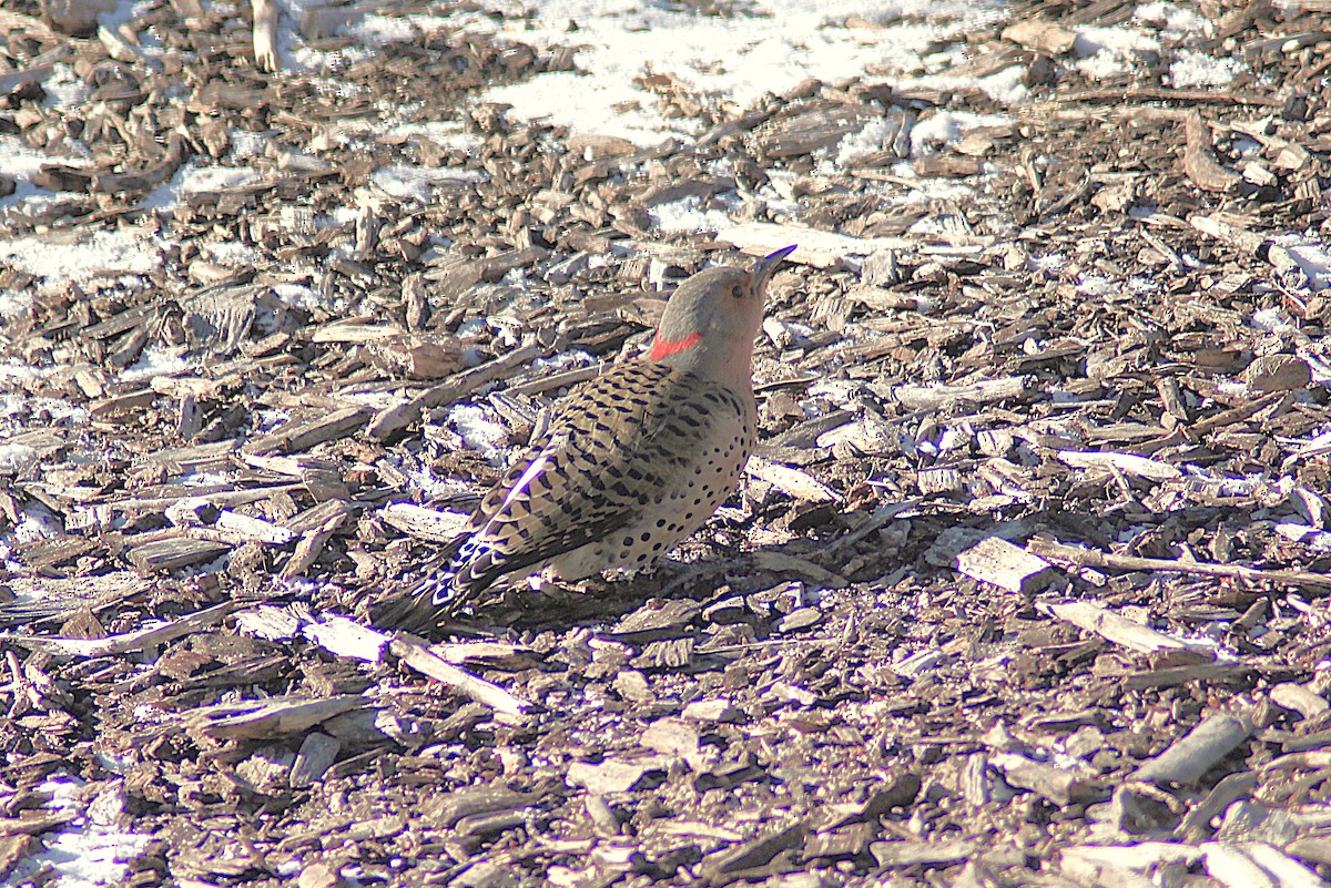 Northern Flicker - ML646934902