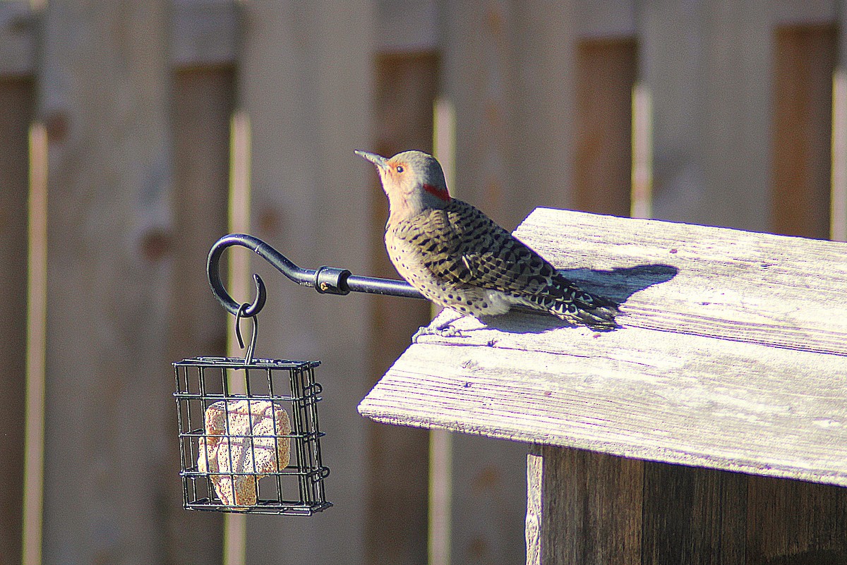 Northern Flicker - ML646934903
