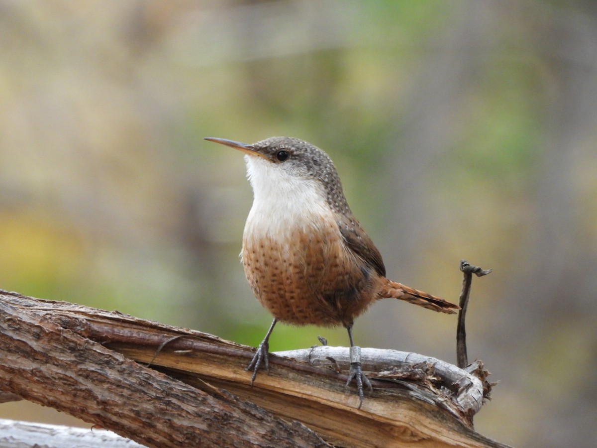 Canyon Wren - ML646934905
