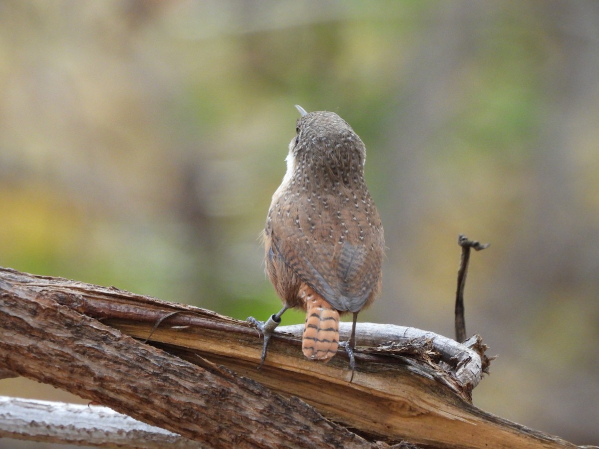 Canyon Wren - ML646934906